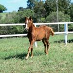 LOTE 008 - A BILLION BET VRA