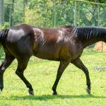 LOTE 001 - WANNA BET BC (VENTRE PARA LIVRE ACASALAMENTO)