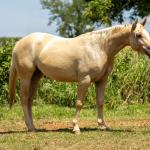 LOTE 002 - CORONA POP BOON