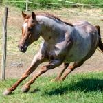 LOTE 004 - WINNIN NITRO LENA