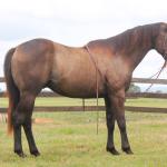LOTE 008 - ZURBOR SIX APOLLO
