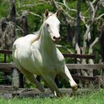 LOTE 005 - TWICE GALLO STEP
