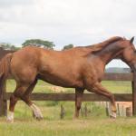 LOTE 006 - ASPEN PIVOT