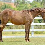 LOTE 013 - LITTLE QUEEN DUN IT