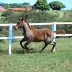 LOTE 005 - CATILLAC BET VRA