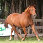 LOTE 018 - TIROLESA TO FLY EDU