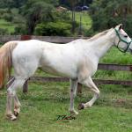 LOTE 011 - NOSEY CHEWCHEW RWS