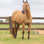 LOTE 001 - CRISTAL BLUE JAY