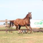 LOTE 011 - PLAYBOY OAK EDU