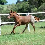 LOTE 006 - LOOK ME TWICE VRA