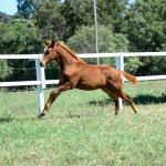 LOTE 008 - A BILLION BET VRA
