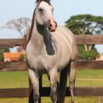 LOTE 002 - EL SHADY EDU