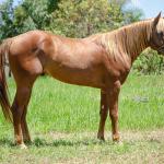 LOTE 007 - TAY BEE FAME I9
