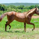 LOTE 007 - TAY BEE FAME I9