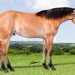 LOTE 016 - SPIN LENA Z