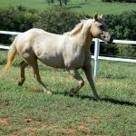LOTE 010 - JABALENA STAR (2x1)