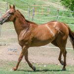LOTE 011 - MY FIRST FLY