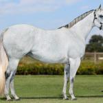 LOTE 013 - EMBRIÃO EFETIVADO - ELSHADY ZORRERO x RACING CARTEL