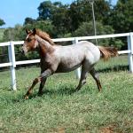 LOTE 002 - DUCATTI CAT VRA