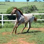 LOTE 004 - TRINITY CAT VRA