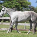 LOTE 011 - LUDMILA