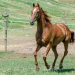 LOTE 011 - MY FIRST FLY
