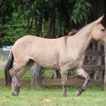 LOTE 013 - CANETA