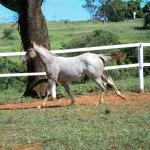 LOTE 012 - PRECIOUS BET VRA