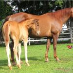 LOTE 017 - LITTLE LADY JAY  (2x1)