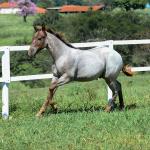 LOTE 017 - INSANE BET VRA