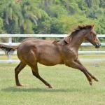 LOTE 013 - LITTLE QUEEN DUN IT