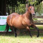 LOTE 012 - KINDA APOLLO THISTU