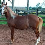 LOTE 008 - DUAL BROWN CAT MPQ