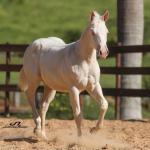 LOTE 020 - CANDY CHEX GUN
