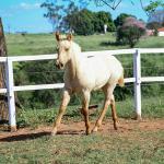 LOTE 019 - LAST BET VRA