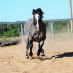 LOTE 102 - ONCE IN METAL (Coberturas)