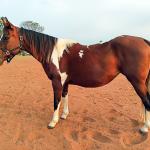LOTE 013 - HILL TOPFLYER HSA