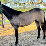 LOTE 004 - WIND PEROLA GUN