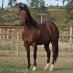 LOTE 004 - MISS JAY TOP