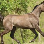 LOTE 013 - KEYS BOON PLAY Z