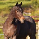 LOTE 006 - PEROLA HANCOCK SMR