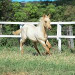 LOTE 019 - LAST BET VRA