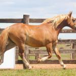 LOTE 014 - BRUTOS