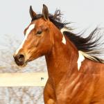 LOTE 020 - IRON POCO GUN YBJ
