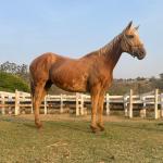 LOTE 007 - FAST IN COUNTRY PDL