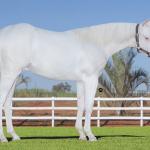 LOTE 010 - WHITE WARRIOR GUN