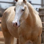 LOTE 006 - MILK DUNIT WHITEY