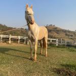 LOTE 016 - BUENO PEPPYS BOY LLB