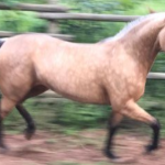 LOTE 021 - EMBRIÃO A EFETIVAR - ALICES GERRIE VT