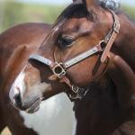 LOTE 006 - NAOMY TOP TOO CODY YBJ